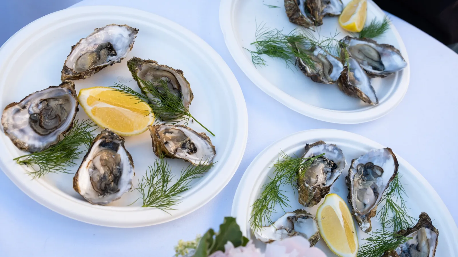 Friske østers med citron og dild på hvide tallerkener